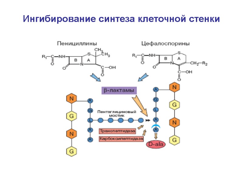 Ингибирование синтеза клеточной стенки
